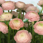 8-894_Gentle_Rose_hd